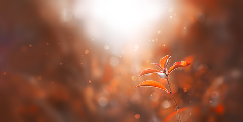 Red autumn leaves in a forest at sunset. Blurred nature background. Beautiful autumn trees in sunlight