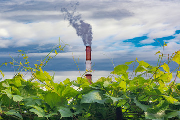 Smoke from a factory chimney against the sky behind a green hedge