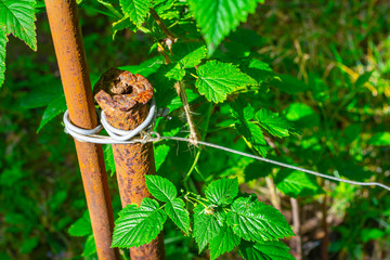 A fence post in the garden made of an old, rusty metal pipe with a rope tied to it.