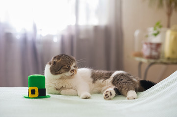 A beautiful pet cat with a green leprekons hat is sleeping on the bed with a white plaid. Scottish...