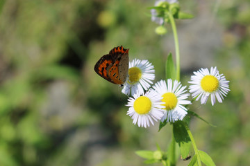 ヒメジョオンの花の蜜を吸うベニシジミ