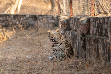 urban area Indian leopard head shot looking straight to the camera with intense expressions at jhalana forest reserve Jaipur - panthera pardus
