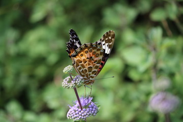 ダンギクに止まるツマグロヒョウモンの雌