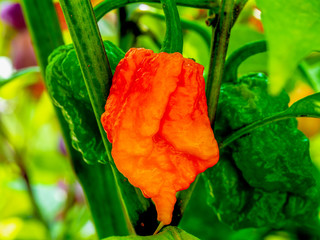 Hot Chili Pepper in growing phase at plant