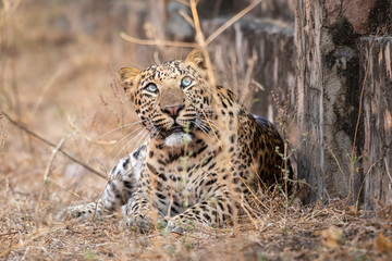 urban area Indian leopard head shot looking straight to the camera with intense expressions at jhalana forest reserve Jaipur - panthera pardus