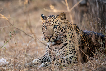 urban area Indian leopard head shot looking straight to the camera with intense expressions at...