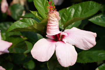 Hibiskus Blüte © Andrea Geiss