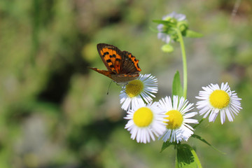 Obraz premium ヒメジョオンの花の蜜を吸うベニシジミ