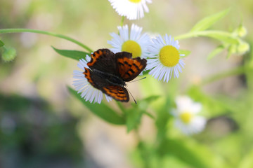 ヒメジョオンの花の蜜を吸うベニシジミ