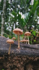 mushroom in forest