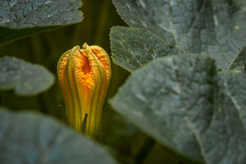 Pumpkin yellow flower on green grass in the farm.