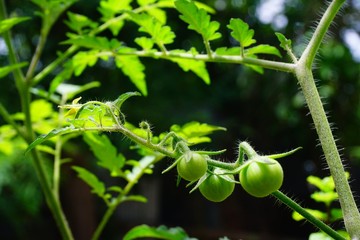 Green tomatoes, small fruit varieties that mature
