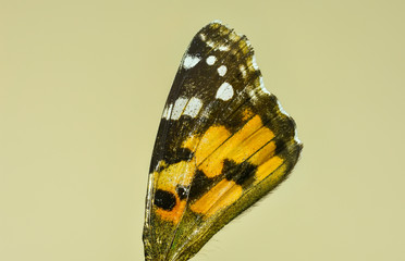 Macro image of the dorsal side of the butterfly Vanessa Cardui , known as the Painted Lady or...