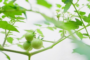tomato’s  on the tree.
