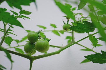 Green tomatoes, small fruit varieties that mature