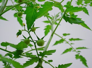 Fototapeta premium Green tomatoes, small fruit varieties that mature