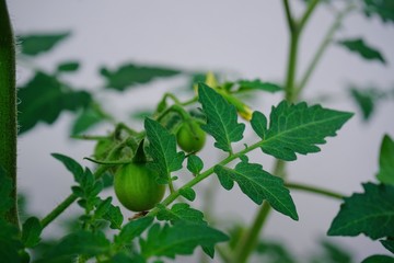 Green tomatoes, small fruit varieties that mature