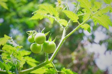 tomato’s  on the tree.