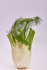 Fennel bulb on white