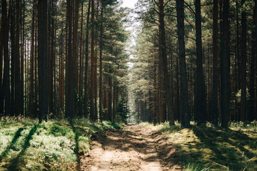 Moody green forest road