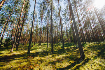 Green Forest in sunny summer day 