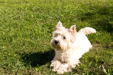 The West highland white Terrier on a green lawn.