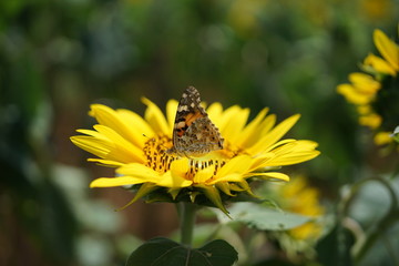 花の蜜を吸う昆虫