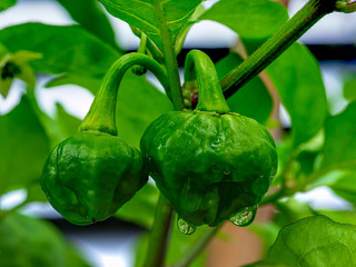 Hot Jamaican Scotch Bonnet Chili Pepper in growing phase at plant