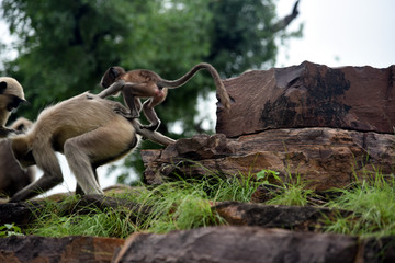mother monkey fun with his child 
