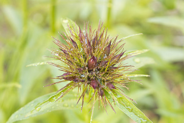 Turkish cloves with drops of morning dew. Unopened Turkish carnation.