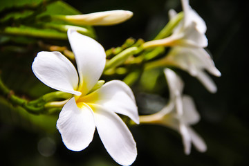 Fresh sweet white plumeria rubra blooming ( frangipani ) and bud flowers in garden on leaves background