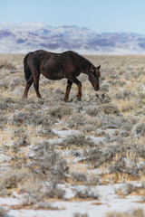 Wild Horses, Pregnant Mares