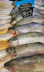 Fresh trout fish for sale in market