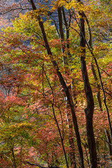 裏妙義の森の紅葉