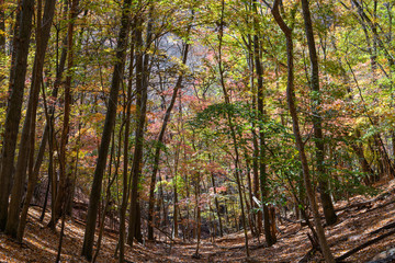 裏妙義の森の紅葉