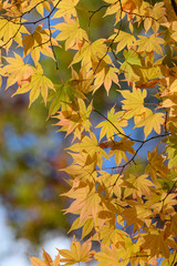 オオモミジの紅葉