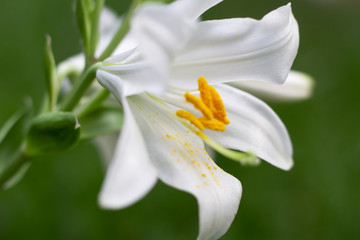 Fototapeta na wymiar macro selective focus white fresh lily garden flower on green background