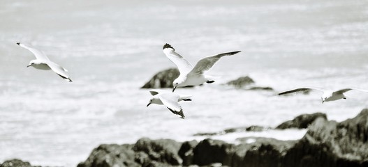 Close up of Seagulls flying over a rocky beach