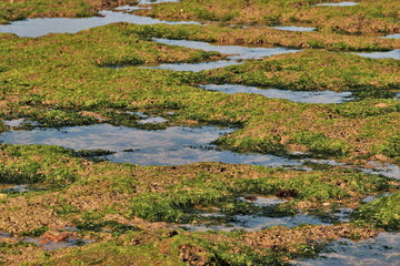 Au bord de  l'Océan.