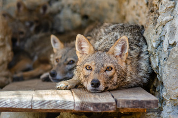 A pair of Golden jackal (Canis aureus) laying on a wooden platform