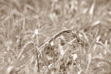 Close up of a Wheat field in sunlight