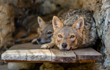 A pair of Golden jackal (Canis aureus) laying on a wooden platform