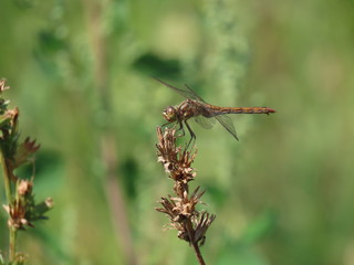dragonfly