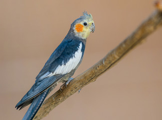 The cockatiel (Nymphicus hollandicus) parrot, also known as miniature cockatoo, weero, or quarrion