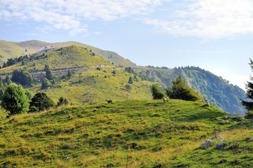 Fototapeta premium pair of chamois graze the grass of the dolomites in Italy on the tourist park 