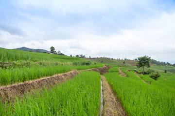 Fototapeta na wymiar Terraced rice field in Pa Pong Pieng , Mae Chaem, Chiang Mai, Thailand.