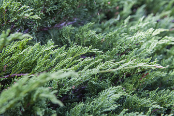 Conifer bush