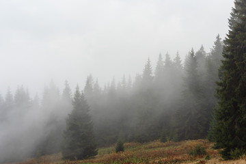 A beautiful autumn dawn in the Ukrainian Carpathian Mountains, with fogs in the valleys and forests, and yellow-red trees.