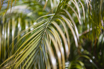 Palm leaves
