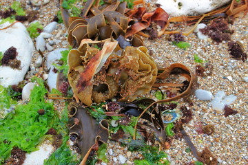 Au bord de  l'Océan.